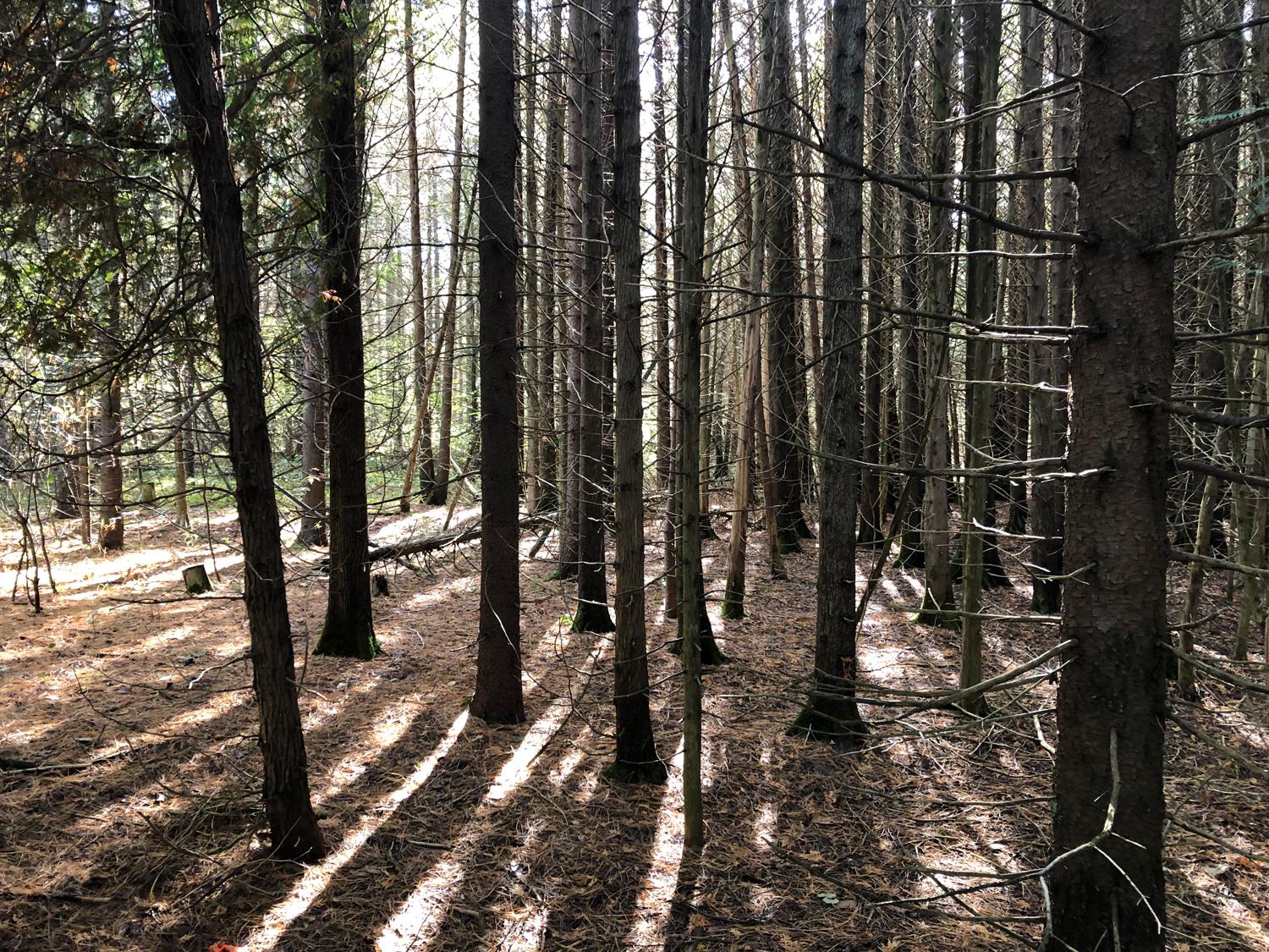 Spirit Rock Conservation Area Trails - Bruce County Trails