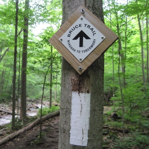 Bruce Trail picture